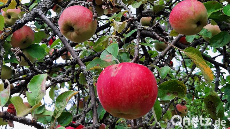 Noch hängen sie am Baum, aber die Apfelernte ist gut und damit hat auch die Obstpresse in Steinach heuer bestimmt viel zu tun. Am Samstag, 3. September, geht es dort bei Leuchtenberg ans Werk. Bild: ise