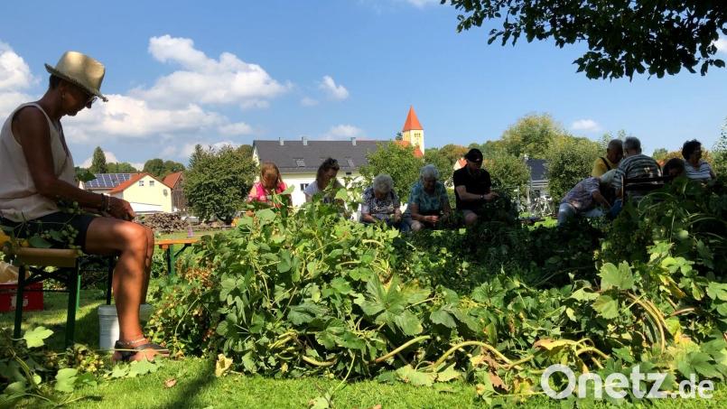 Im vergangenen Jahr herrschte strahlender Sonnenschein bei der Hopfenernte in Illschwang - die perfekte Idylle. Archivbild: eik