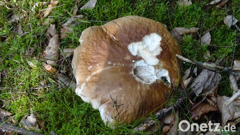 Zwischen Moos, trockenen Ästen und alten Blättern zu stattlicher Größe gewachsen, von Schnecken angeknabbert: Der erste Steinpilz des Jahrgangs 2022. Von ihm geht das Signal aus, dass es demnächst trotz Trockenheit doch noch Schwammerl geben könnte. Bild: Houschka