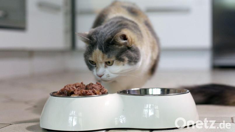 Die Polizei hat in Bayreuth 60 Kilogramm Katzenfutter gespendet. Symbolbild: Ina Fassbender/dpa-tmn/Symbolbild