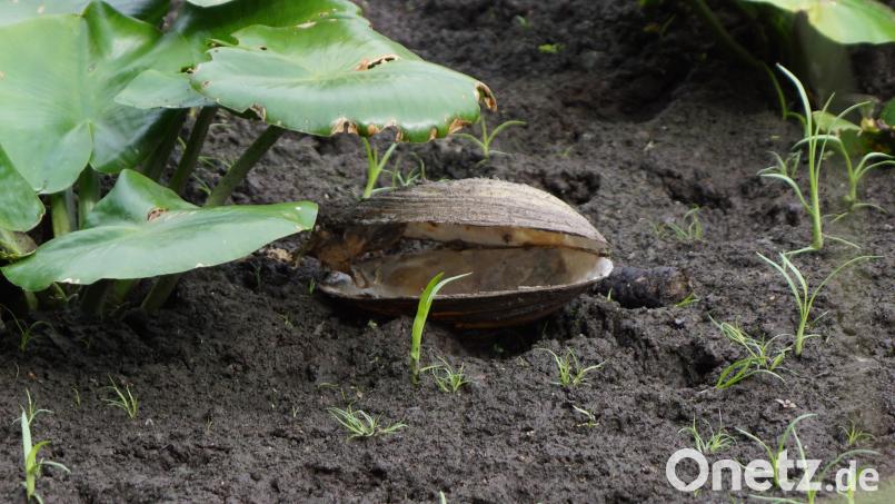Aufgeklaffte Teichmuschel. Bild: bkr