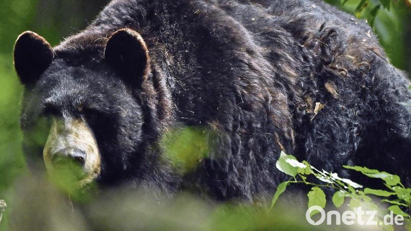Hallo, Bär! Im Alternativen Bärenpark Worbis finden Tiere ein Zuhause, die aus schlechter Haltung gerettet wurden. Bild:  Martin Schutt/dpa