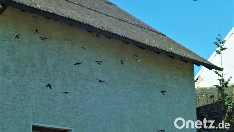 Die Schwalben verabschieden sich bald aus der Oberpfalz und treten ihre Reise in den Süden an. Bild: jml