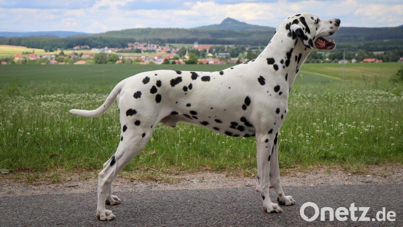 Zu den Schätzen der Ausstellung gehören auch die "Dalmatiner vom Klosterblick". Bild: do