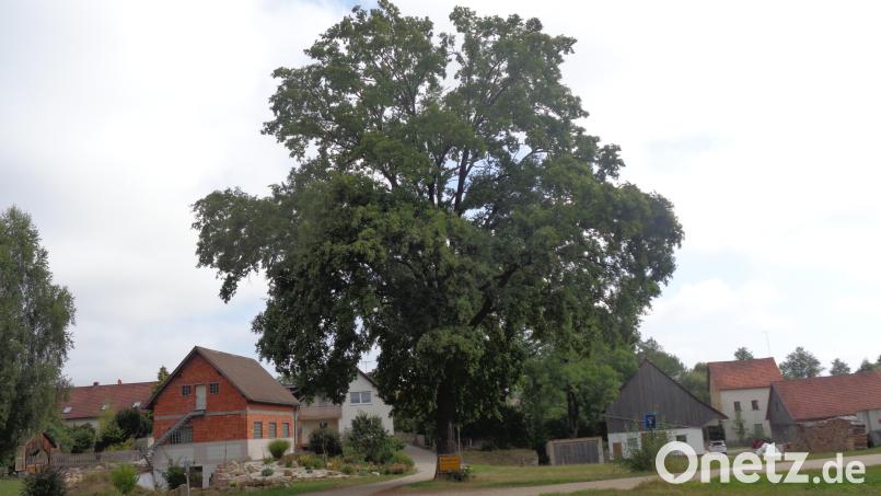 Die geschädigte Eiche am Orteingang von Obereppenried. Bild: amö