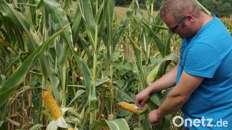 &quot;So schlecht sind&#039;s gar nicht&quot;, meint Landwirt Christian Braun aus Gaisthal, als er die Maiskolben begutachtet. Bild: mmj