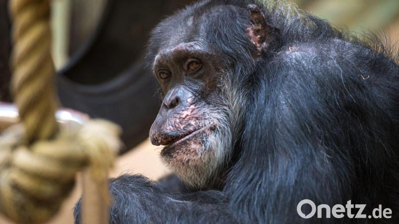 Im Leipziger Zoo ist ein Schimpanse ertrunken. Symbolbild: Oliver Dietze/dpa