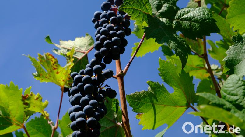 Der Hitzesommer hatte auch Vorteile - die Hobbygärtner erwarten eine üppige Weinlese. Meist dienen die süßen Reben zum sofortigen Verzehr Bild: do