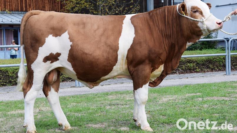 Der Betrieb Neuber aus Ziegelhütte im Landkreis Neustadt an der Waldnaab züchtete diesen „McFly“-Sohn (Kat. Nr. 3), der zum Prüfeinsatz vom Besamungsverein Neustadt an der Aisch erworben wurde. Bild: RZO/exb
