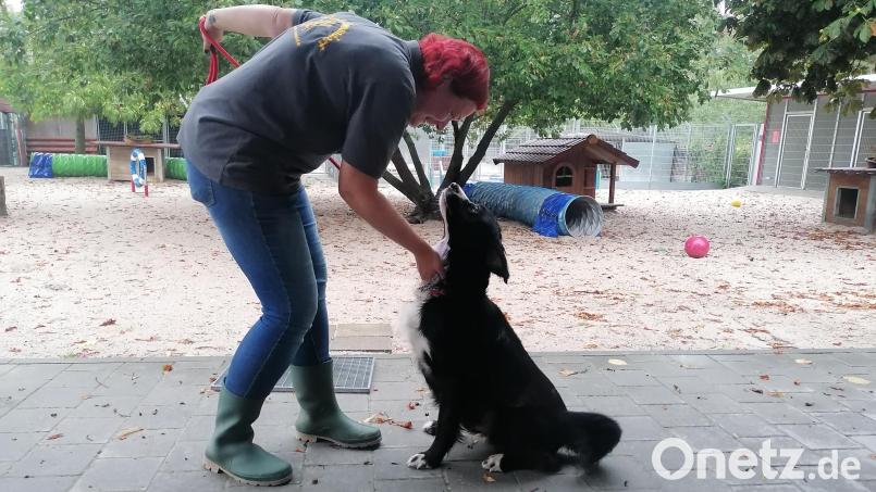 Nach ein paar Anläufen klappt&#039;s doch mit dem Stillsitzen: Da gibt es ein Lob für Miro. Er ist ein Hund, der während der Corona-Pandemie angeschafft wurde und nun im Tierheim gelandet ist. Bild: Winderl