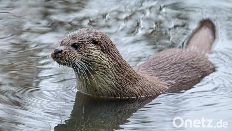 Ein Fischotter schwimmt in einem Gewässer. Symbolbild: Patrick Pleul /dpa