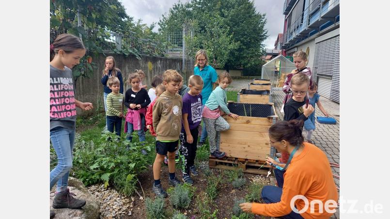 Von Löwenzahn bis Thymian: Im Kräutergarten der St.-Felix-Schule gibt es viel zu entdecken. Bild: Laura Enzmann