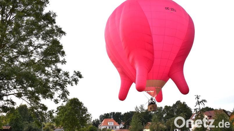 Langsam schwebt der Heißluftballon über Maiersreuth hinweg: Das pinkfarbene Kuheuter ist der Hingucker der Woche im Landkreis Tirschenreuth. Bis Freitag kann er noch bestaunt werden. Mitfahrgelegenheiten gibt es aber leider nicht mehr. Bild: ubb