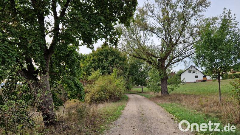 Die alte Ahorn-Allee am Poststeig sucht laut Bürgermeister Peter Neumeier "ihresgleichen". Jetzt sind Pflegemaßnahmen vorgesehen. Bild: Dobler