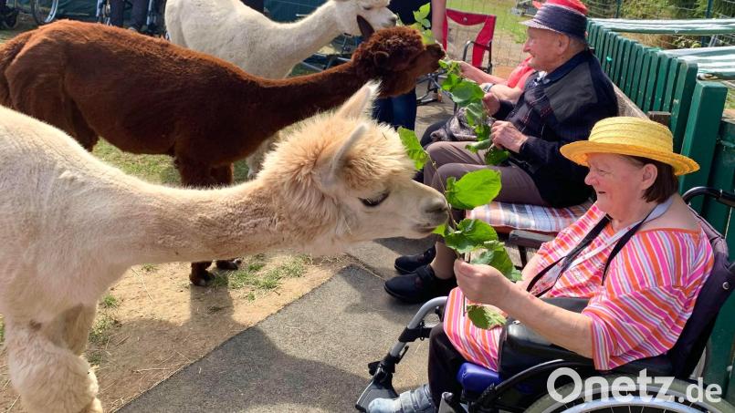 Für einen Snack sind die Alpakas von Eva und Konrad Zeitler immer zu haben. Die Pleysteiner Senioren helfen bei der Fütterung. Bild: Zeitler/exb