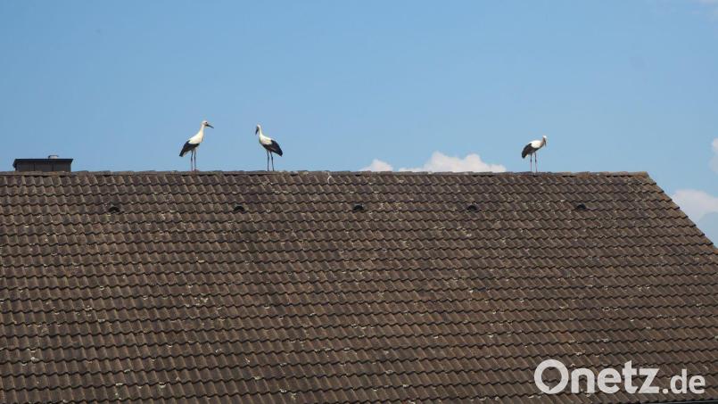 Drei Störche rasten auf einem Hausdach. Inzwischen haben sie sich auf den Weg gemacht. Bild: gz