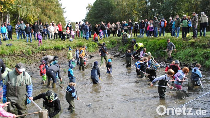 Massenansturm auf das &quot;schönste Fischerdorf Ostbayerns&quot;: Jahr für Jahr wiederholte sich der Run auf die Kornthaner Karpfenkirwa. Solche Bilder wie beim Abfischen für Kinder wird es vorerst nicht mehr geben. Archivbild: ubb