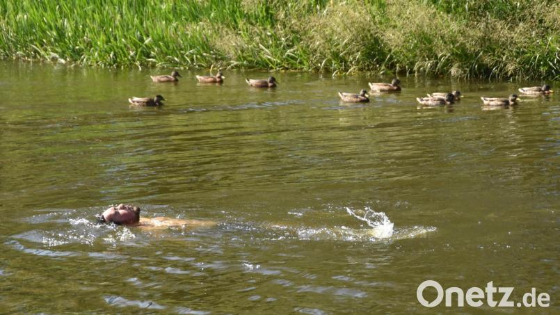 Im Hitzesommer 2022 genießen Menschen und Enten ein Bad in der Waldnaab. Nächstes Jahr wird das voraussichtlich erst im August möglich sein. Archivbild: Czichon