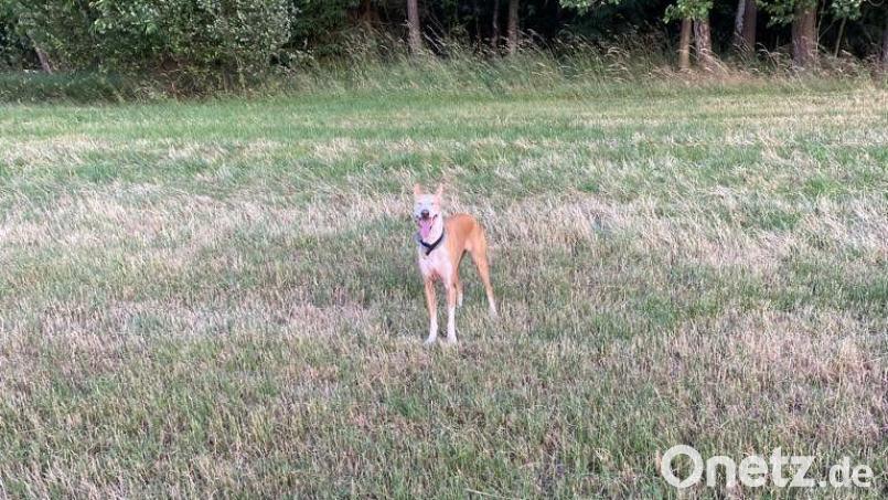 Die Polizei sucht nach dem Halter eines Hundes, welcher am Dienstagnachmittag in Schwandorf mehrere Rehe gejagt hat. Bild: PI Schwandorf