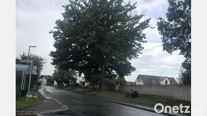 Die rechte Eiche am Friedhofseingang ist mit dem &quot;Gemeinen Schwefelporling&quot; befallen. Der Pilz darf laut der Expertin vom Landratsamt entfernt werden. Die Behörde wird den Baum weiter kontrollieren. Bild: sei