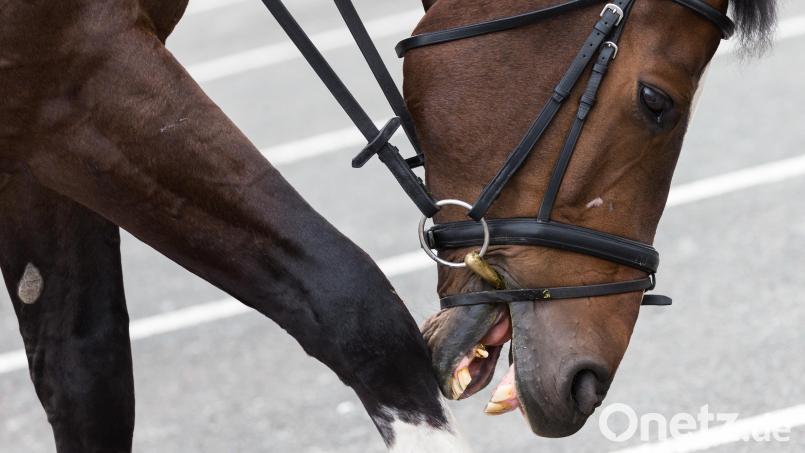 Ein unbekannter Täter hat in Illschwang einem Pferd Schnittverletzungen zugefügt. Symbolbild: Mohssen Assanimoghaddam/dpa