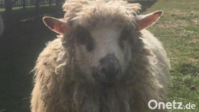 Schaf "Mimi" lebte bis vor wenigen Tagen auf dem Gelände einer PV-Anlage in Floß in der Nähe der Kläranlage. Ihr Markenzeichen war die besondere Zeichnung im Gesicht. Bild: privat