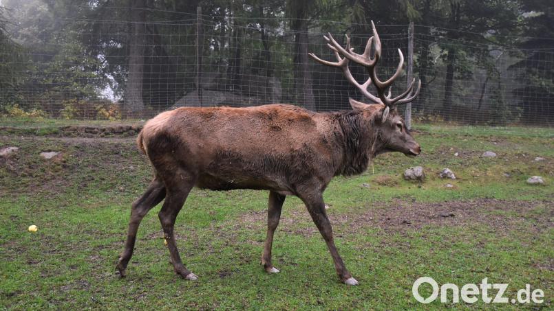 Moritz I. ist ein prachtvoller Zehnender. Er stammt aus der Zucht von Markus Schedl in Pilmersreuth am Wald. Nun erfreut er die Besucher am Steinwald-Gehege und soll bei den Rotwild-Damen für Nachwuchs sorgen. Bild: ubb