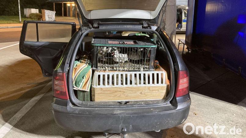 Auffallend viele Tiere hatte ein Autofahrer im Kofferraum, als er auf dem Rastplatz Stocker Holz an der A 6 bei Schmidgaden kontrolliert wurde. Bild: Verkehrspolizei Weiden/exb