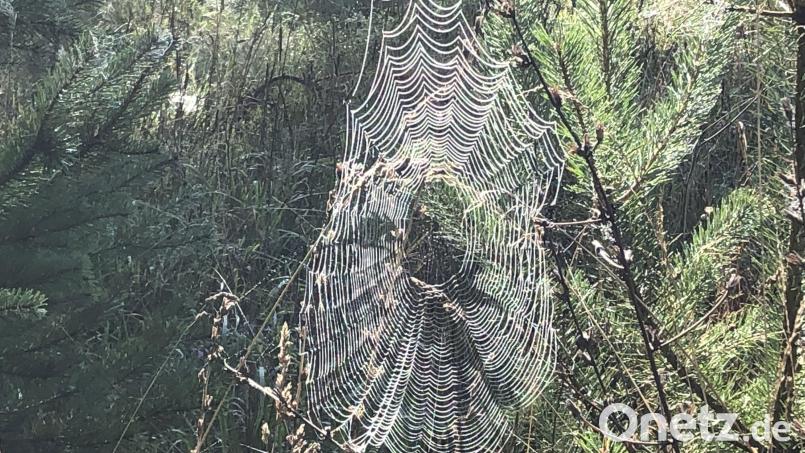 Das Netz einer Kreuzspinne zeichnetb sich durch den Morgentau im Sonnenlicht ab. Bild: Andreas Royer