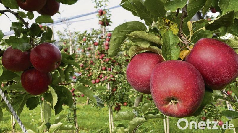 Die Äpfel sind reif: Im Frühherbst ist Erntezeit am Bodensee. Bild: Verena Wolff/dpa