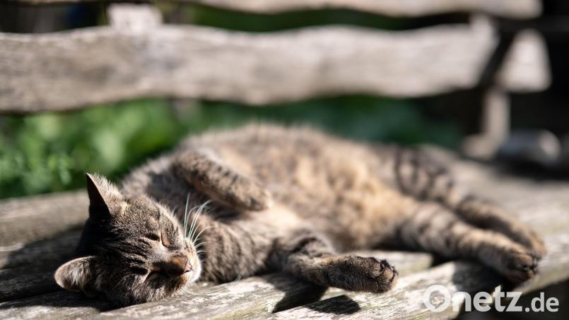 Symbolbild: Sebastian Gollnow