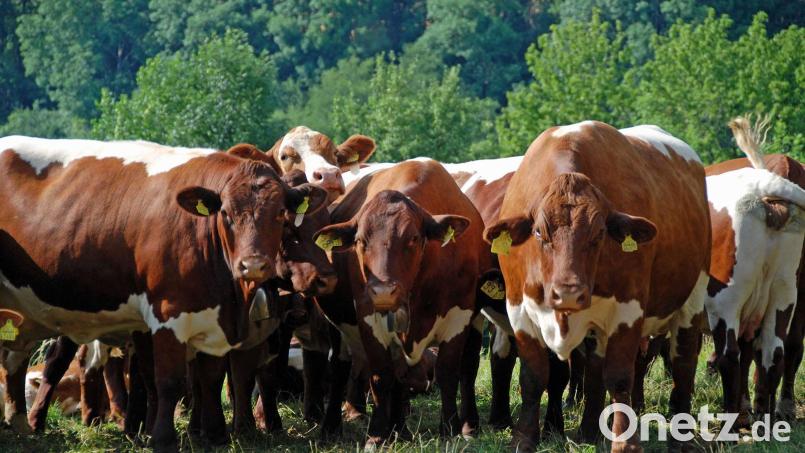 Kastanienbraun sind die Pinzgauer Rinder und haben eine rassetypische Weißzeichnung am Rücken, an den Oberschenkeln und am Bauch. Bild: Uebler