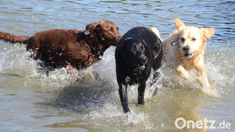 Hunde dürfen am Sonntag - wie hier vor zwei Jahren - auch heuer wieder im Schätzlerbad baden und toben. Archivbild: Kunz