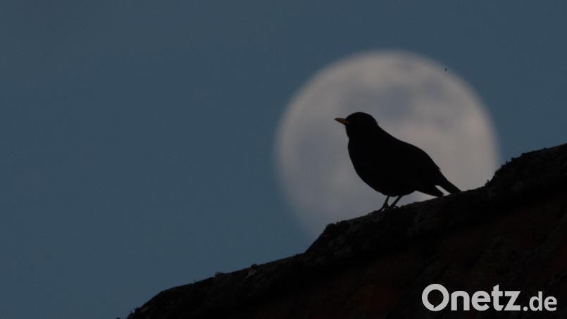 Nach einem missglückten Raubüberfall wurde ein Hahnbacher im 16. Jahrhundert in Amberg gehängt. Symbolbild: Sebastian Gollnow
