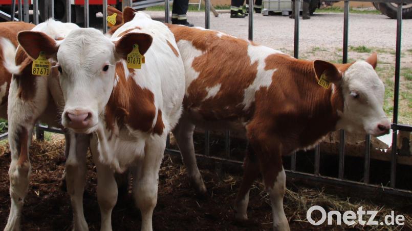 Rinderzucht und Milchwirtschaft sind wichtige Standbeine der Landwirte in der Region. Einige Bauern produzieren ihre Milch nach &quot;Bioland&quot;-Kriterien, was sie im Handel etwas teurer macht. Bild: Thomas Dobler