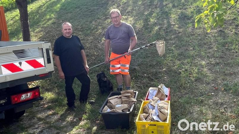 Obstsortenbestimmung der Stadt Nabburg: Baumberater Wolfgang Engel und Bauhofmitarbeiter Karl Simon leisten dabei wertvolle Unterstützung. Bild: Marko Pammer/exb
