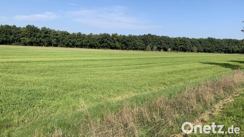 In diesem Bereich des Gewerbegebiets Sauernlohe darf sich auf einer Fläche von einem Hektar auch Einzelhandel ansiedeln. Bild: adj