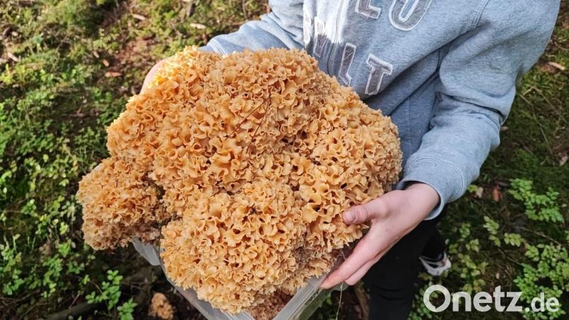 Sandra Müller aus Sulzbach-Rosenberg hat ein besonders großes Exemplar der Gattung Krause Glucke im Wald entdeckt. Bild: Sandra Müller /exb