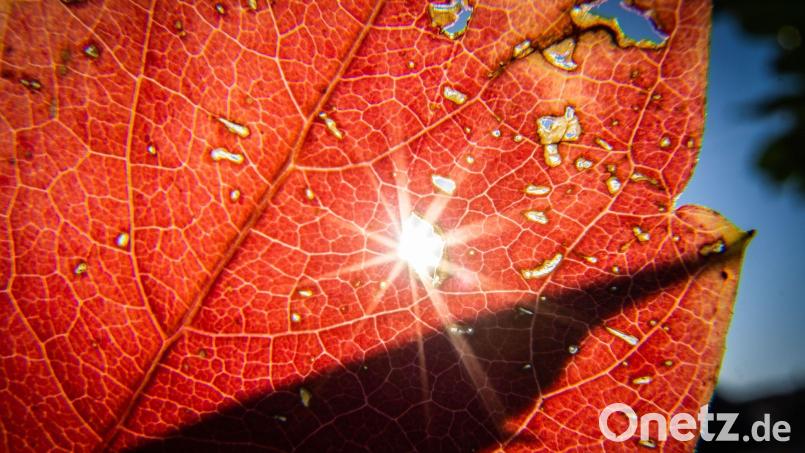 Der goldene Herbst lässt sich kommende Woche zumindest ein bisschen blicken. Bild: Frank Rumpenhorst/dpa