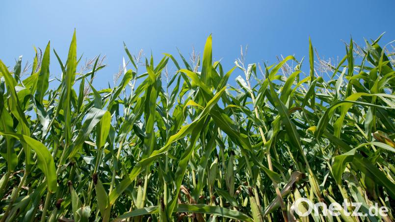Mais steht auf einem Acker. Symbolbild: Sven Hoppe/dpa