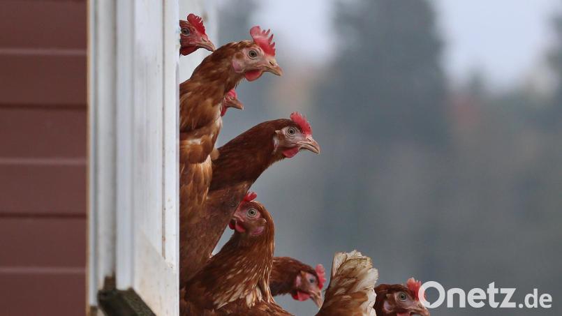 In 2021/22 gab es einen erheblichen Anstieg der Vogelgrippe-Fälle. Symbolbild: Karl-Josef Hildenbrand/dpa