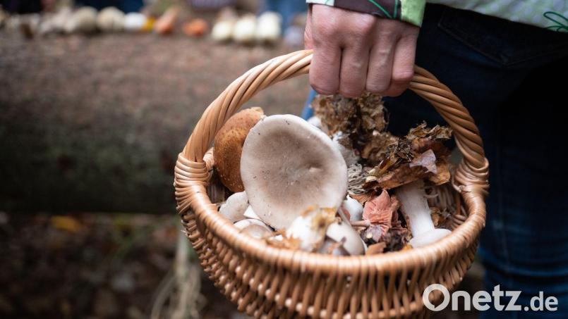 Eine Frau hält während eines Pilzkurses einen Korb mit essbaren und nichtessbaren Pilzen in der Hand. Bild: Sebastian Gollnow/dpa/Symbolbild