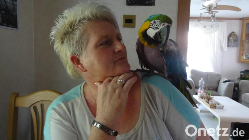 Coco kann nicht fliegen – um auf die Schulter von Ulrike Jackson zu kommen, muss er klettern. Die Papageien-Mama und der bunte Papagei sind ein Herz und eine Seele. Bild: hka
