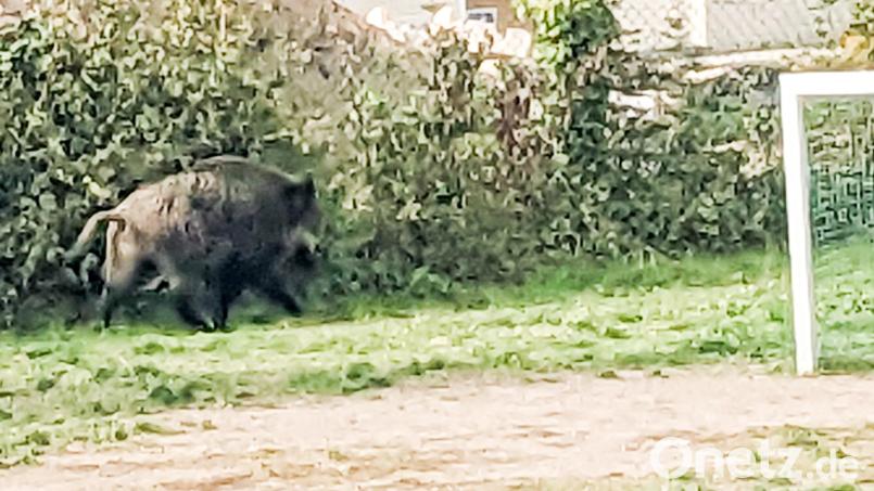 Ein Wildschwein läuft durch den Pausenhof der Lindenschule in Schwandorf. Ein Mitarbeiter des Schülerhortes kann den außergewöhnlichen Besuch gerade noch mit einem Handyfoto dokumentieren. Bild: Jakob Geissler/exb