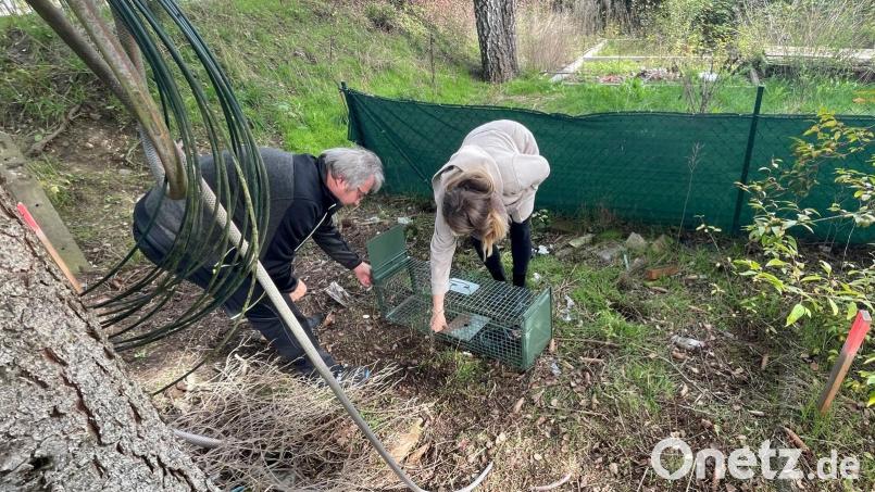 Bauhofleiter Rudi Scharf und Selina Hummer aus der Stadtverwaltung präparieren eine Katzenfalle. Bild: Pammer/exb