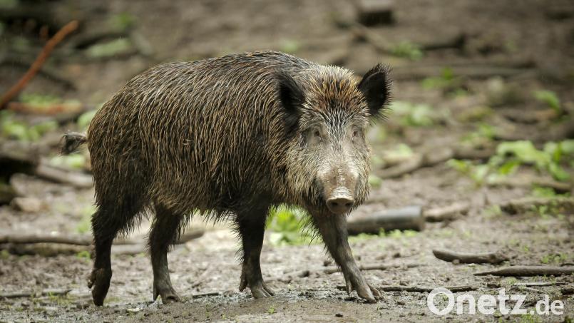 Ein Wildschwein (Symbolbild) zog durch die Schwandorfer Innenstadt und verletzte eine Frau. Symbolbild: Fredrik von Erichsen/dpa
