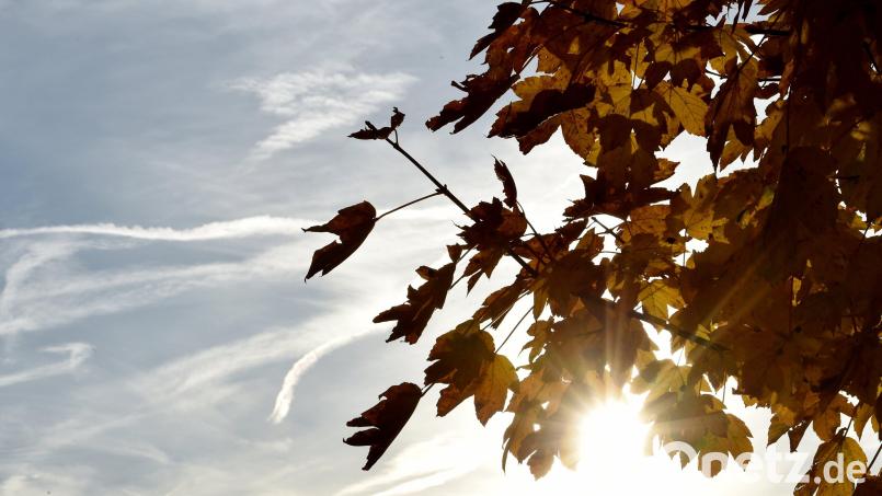 Die Herbstsonne scheint zwischen gefärbten Laub hervor. Bild: Angelika Warmuth/dpa