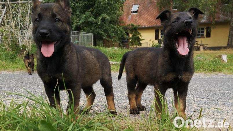 Made im Steinwald: Diese Schäferhunde aus der Zucht von Hans Bodenmeier gehen in die ganze Welt. Bild: Bodenmeier/exb