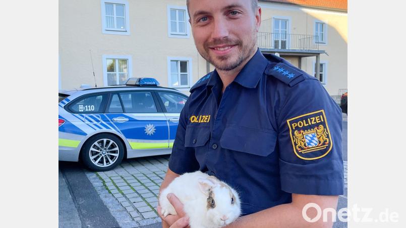 Ein ausgesetztes Kaninchen war kurzzeitig zu Gast bei den Beamten der Polizei Waldsassen. Bild: Polizeiinspektion Waldsassen/exb