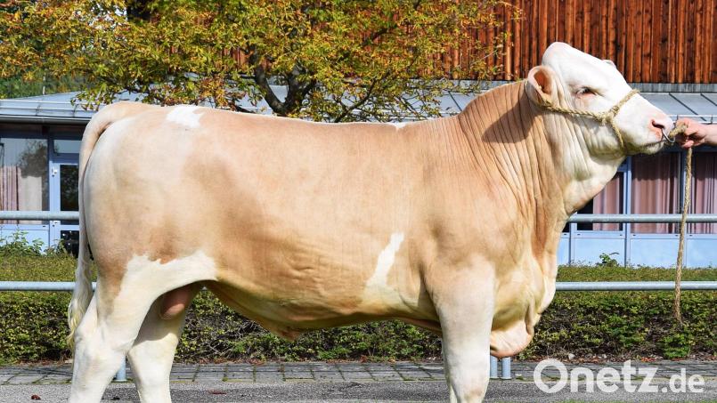 Der Betrieb Götz GbR aus Großalfalterbach im Landkreis Neumarkt züchtete diesen natürlich hornlosen „Monopoly“-Sohn (Kat. Nr. 1), der zum Prüfeinsatz vom Besamungsverein Neustadt an der Aisch erworben wurde. Bild: Zuchtverband/exb